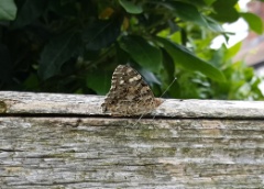 20190805 Painted Lady underwing